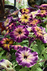 Crazytunia Moonstruck Petunia (Petunia 'Crazytunia Moonstruck') at Lakeshore Garden Centres
