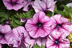 Starlet Lavender Star Petunia (Petunia 'KLEPH17292') at Lakeshore Garden Centres