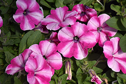 Headliner Raspberry Star (Petunia 'KLEPH14267') at Lakeshore Garden Centres
