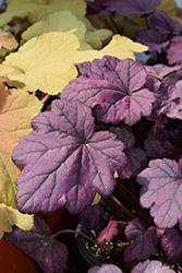 Electric Plum Coral Bells (Heuchera 'Electric Plum') at Peter Knippel Garden Centre