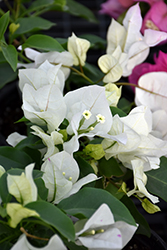 Vera White Bougainvillea (Bougainvillea 'Vera White') at Lakeshore Garden Centres