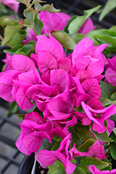 Vera Deep Purple Bougainvillea (Bougainvillea 'RPBOUG 327') at Lakeshore Garden Centres