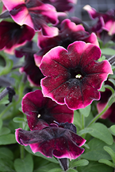 Crazytunia Blackberry Cheesecake Petunia (Petunia 'Wespecrablche') at Lakeshore Garden Centres