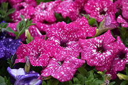 Headliner Pink Sky Petunia (Petunia 'KLEPH17342') at Lakeshore Garden Centres