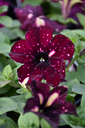 Headliner Starry Sky Burgundy Petunia (Petunia 'KLEPH18389') at Lakeshore Garden Centres
