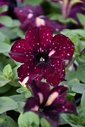 Headliner Starry Sky Burgundy Petunia (Petunia 'KLEPH18389') at A Very Successful Garden Center