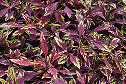 FlameThrower Chipotle Coleus (Solenostemon scutellarioides 'Chipotle') at Lakeshore Garden Centres