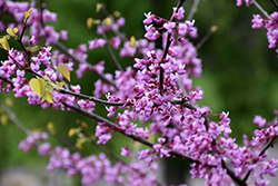 Heart's Desire Redbud (Cercis canadensis 'UMN7101') at Lakeshore Garden Centres