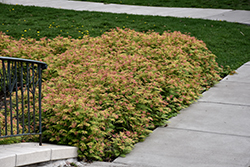 Mai Tai False Spirea (Sorbaria sorbifolia 'Mai Tai') at Lakeshore Garden Centres