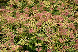 Mai Tai False Spirea (Sorbaria sorbifolia 'Mai Tai') at Lakeshore Garden Centres