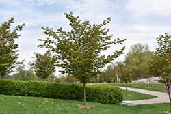 Spring Wonder Sargent Cherry (Prunus sargentii 'Hokkaido Normandale') at Lakeshore Garden Centres