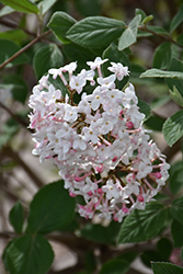 Judd's Viburnum (Viburnum x juddii) at Lakeshore Garden Centres