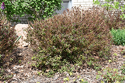 Superstar Spirea (Spiraea x bumalda 'Denistar') at Lakeshore Garden Centres