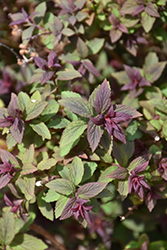 Superstar Spirea (Spiraea x bumalda 'Denistar') at Lakeshore Garden Centres