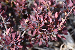 First Editions Lambrusco Barberry (Berberis thunbergii 'BailElla') at Lakeshore Garden Centres