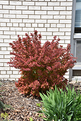 First Editions Toscana Barberry (Berberis thunbergii 'BailJulia') at Lakeshore Garden Centres