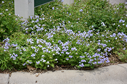 Creeping Jacob's Ladder (Polemonium reptans) at Lakeshore Garden Centres
