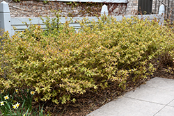 Bush Honeysuckle (Diervilla lonicera) at Peter Knippel Garden Centre
