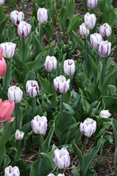 Flaming Flag Tulip (Tulipa 'Flaming Flag') at Lakeshore Garden Centres