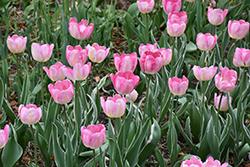 New Design Tulip (Tulipa 'New Design') at Lakeshore Garden Centres