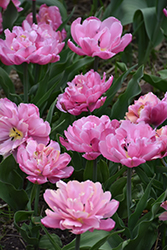 Pink Star Tulip (Tulipa 'Pink Star') at Lakeshore Garden Centres