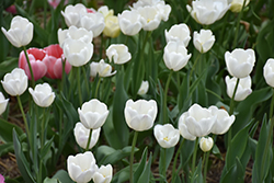 Gwen Tulip (Tulipa 'Gwen') at Lakeshore Garden Centres