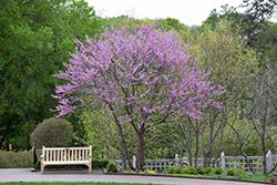 Heart's Desire Redbud (Cercis canadensis 'UMN7101') at Lakeshore Garden Centres