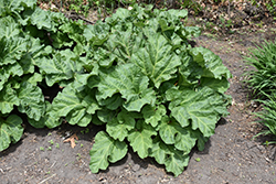 Crimson Red Rhubarb (Rheum 'Crimson Red') at Lakeshore Garden Centres