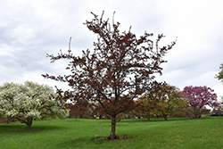 Cardinal Flowering Crab (Malus 'Cardinal') at Lakeshore Garden Centres