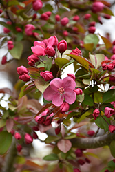 Cardinal Flowering Crab (Malus 'Cardinal') at Lakeshore Garden Centres