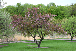 Nicoline Flowering Crab (Malus 'Nicoline') at Lakeshore Garden Centres