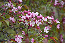 Nicoline Flowering Crab (Malus 'Nicoline') at Lakeshore Garden Centres