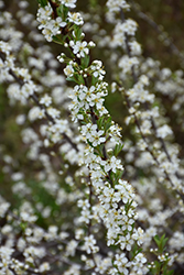 Sandcherry (Prunus pumila) at Lakeshore Garden Centres