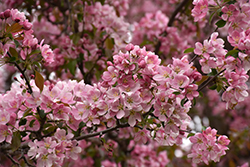 Sundog Flowering Crab (Malus 'Sundog') at Lakeshore Garden Centres