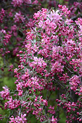 Echtermeyer Weeping Crab Apple (Malus 'Echtermeyer') at Lakeshore Garden Centres