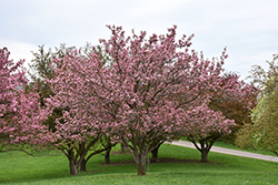 Sundog Flowering Crab (Malus 'Sundog') at Lakeshore Garden Centres