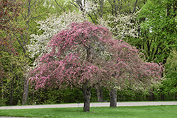 Echtermeyer Weeping Crab Apple (Malus 'Echtermeyer') at Lakeshore Garden Centres