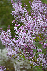 Blanche Sweet Lilac (Syringa x hyacinthiflora 'Blanche Sweet') at Lakeshore Garden Centres