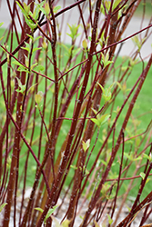 Arctic Fire Red Twig Dogwood (Cornus sericea 'Farrow') at Peter Knippel Garden Centre