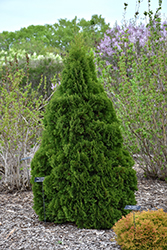 Holmstrup Arborvitae (Thuja occidentalis 'Holmstrup') at Peter Knippel Garden Centre
