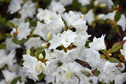 April Snow Rhododendron (Rhododendron 'April Snow') at Lakeshore Garden Centres
