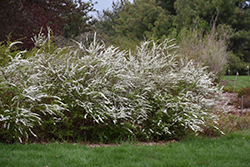 Grefsheim Spirea (Spiraea x cinerea 'Grefsheim') at Lakeshore Garden Centres