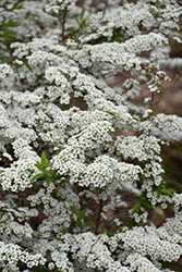 Grefsheim Spirea (Spiraea x cinerea 'Grefsheim') at Lakeshore Garden Centres