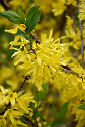 New Hampshire Gold Forsythia (Forsythia 'New Hampshire Gold') at Lakeshore Garden Centres