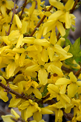 Fiesta Forsythia (Forsythia x intermedia 'Fiesta') at Lakeshore Garden Centres
