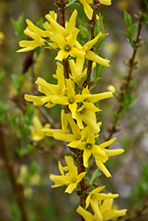 Bronx Forsythia (Forsythia viridissima 'Bronxensis') at Lakeshore Garden Centres