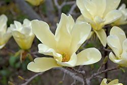 Elizabeth Magnolia (Magnolia 'Elizabeth') at Peter Knippel Garden Centre