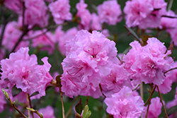 Weston's Pink Diamond Rhododendron (Rhododendron 'Weston's Pink Diamond') at Lakeshore Garden Centres