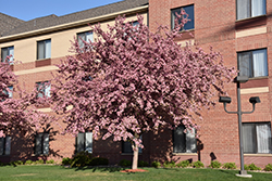 Robinson Flowering Crab (Malus 'Robinson') at Peter Knippel Garden Centre