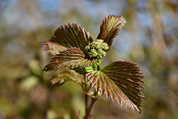 Red Feather Viburnum (Viburnum dentatum 'JN Select') at Lakeshore Garden Centres